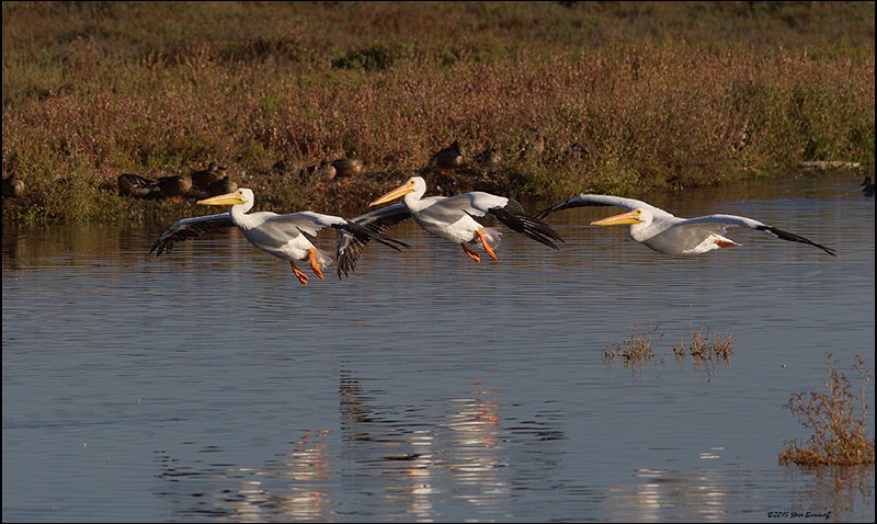 _5SB5126 american white pelicans.jpg